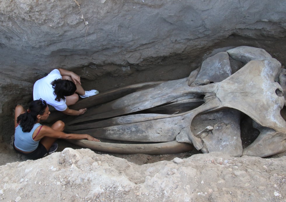 Heyecanlandıran keşifte 16 metrelik balinanın kemikleri birleştirilmeye başlandı