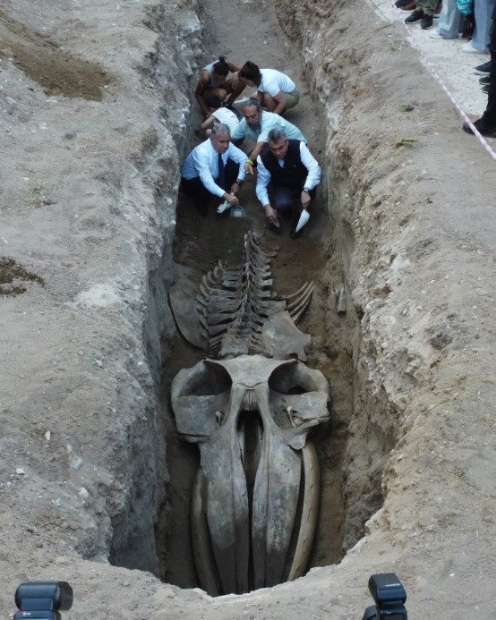 Heyecanlandıran keşifte 16 metrelik balinanın kemikleri birleştirilmeye başlandı