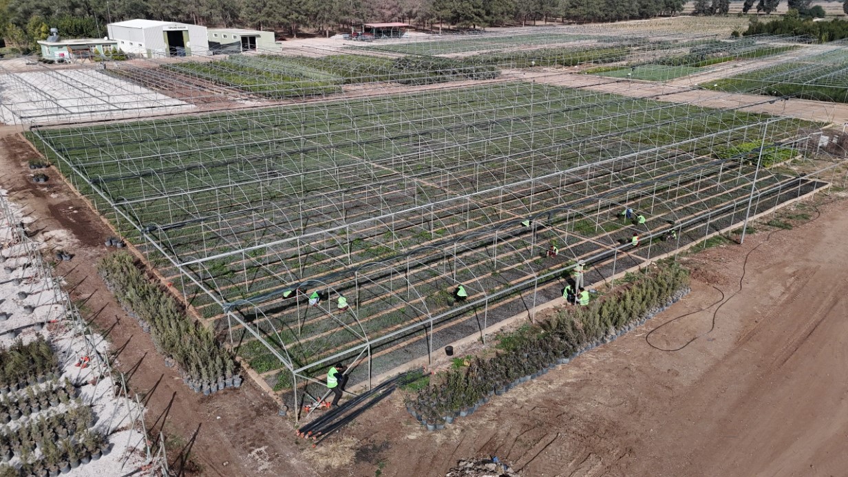 Yanan ormanlar üretilen milyonlarca fidanla yeşerecek