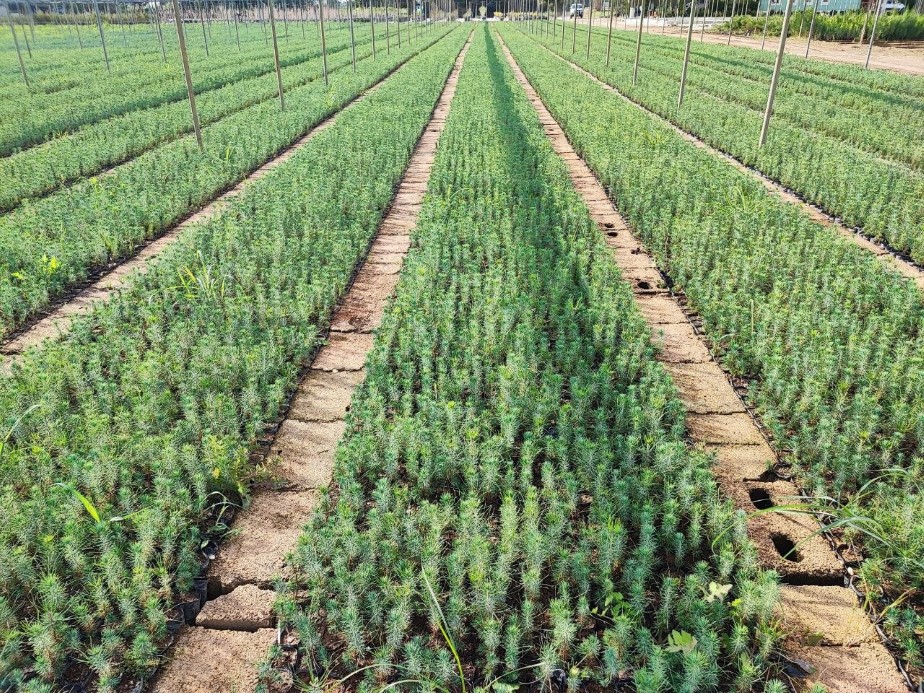 Yanan ormanlar üretilen milyonlarca fidanla yeşerecek