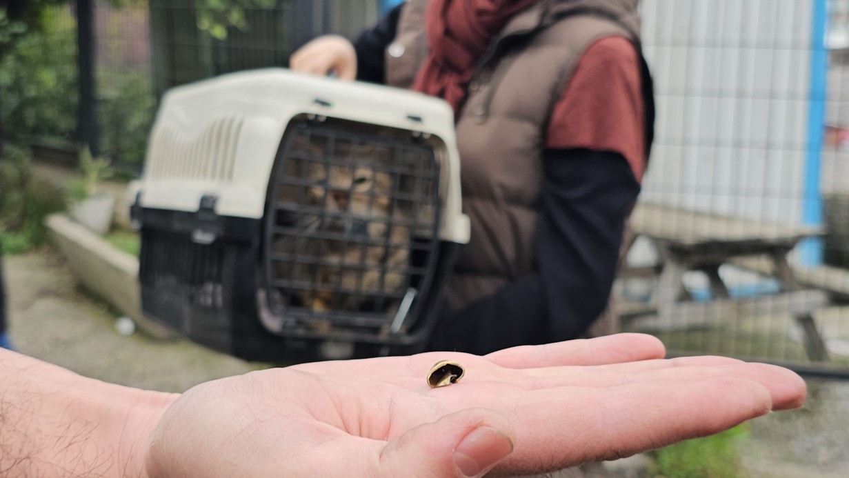 Zonguldak’ta ‘öldü’ sanılan kedi, bacağında mermiyle geri döndü