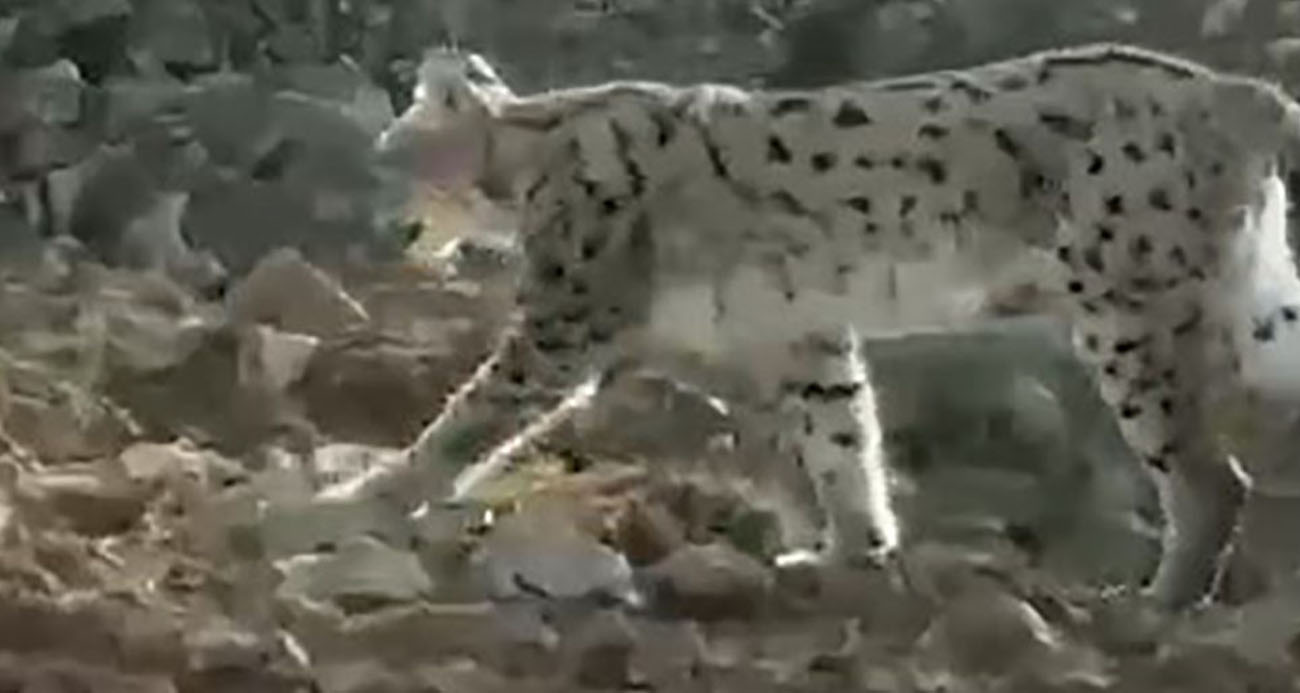 Hakkari’de vaşak görüntülendi