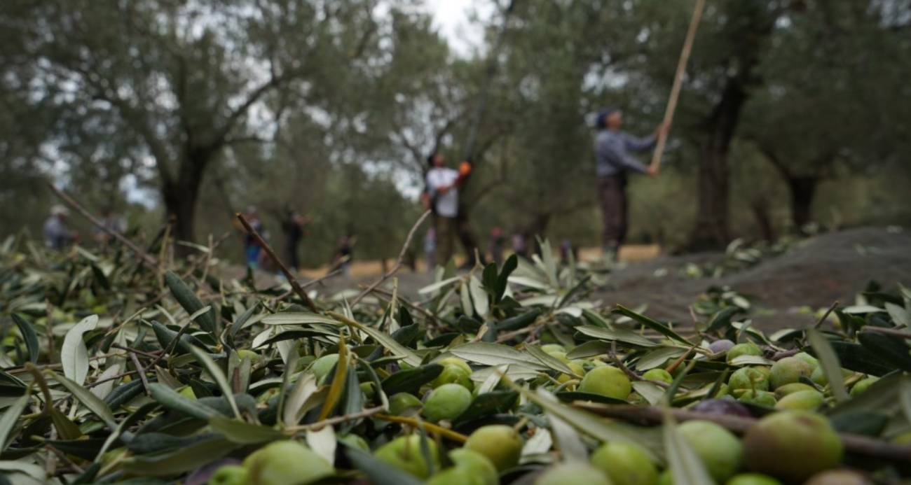 Zeytin hasadıyla tatil buluştu: Ayvalık ara tatilin gözdesi oldu