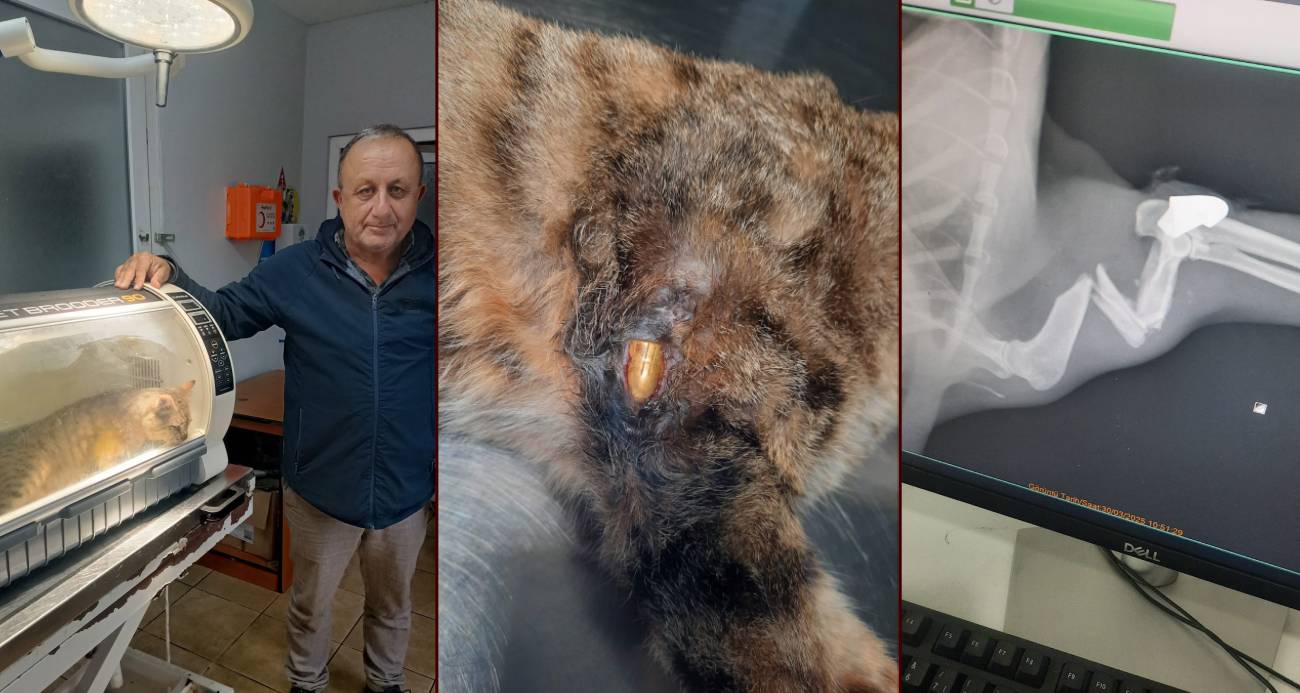 Zonguldak’ta ‘öldü’ sanılan kedi, bacağında mermiyle geri döndü