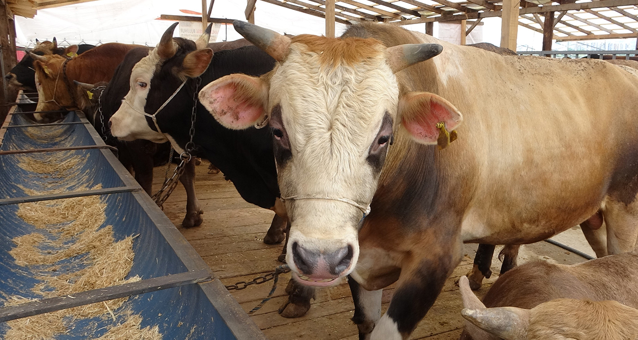 Uzmanından ’Deli dana’ uyarısı