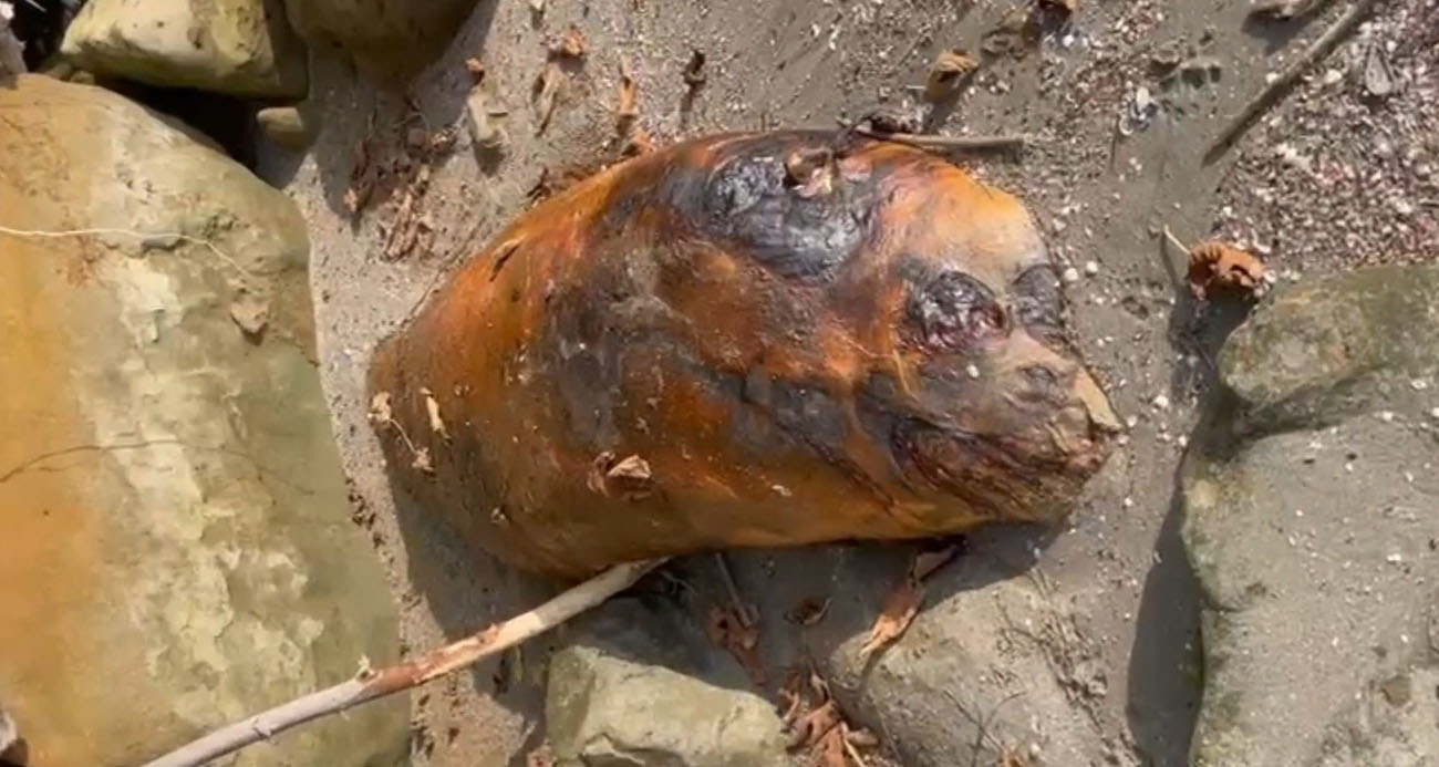 Tekirdağ sahiline vuran gizemli deniz canlısı: Kimisi fok kimisi yunus dedi