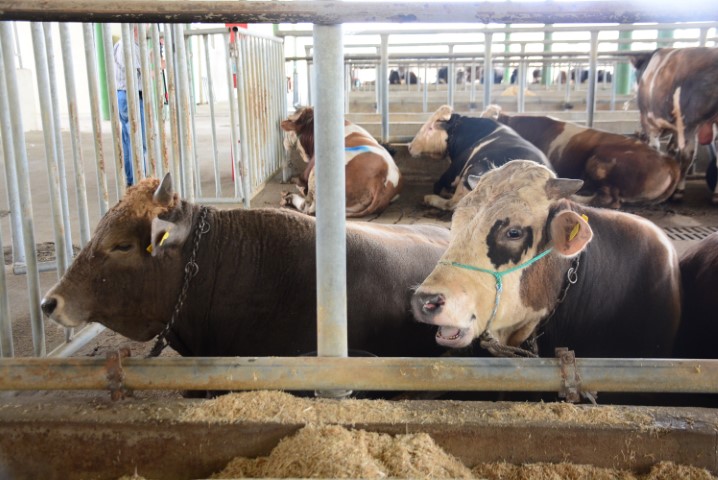 Uzmanından ’Deli dana’ uyarısı