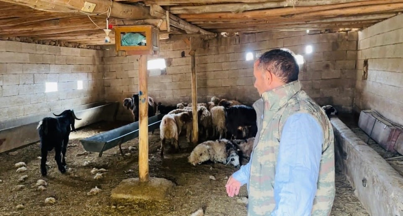 Şanlıurfa’da başıboş köpek dehşeti: 5 koyun telef oldu