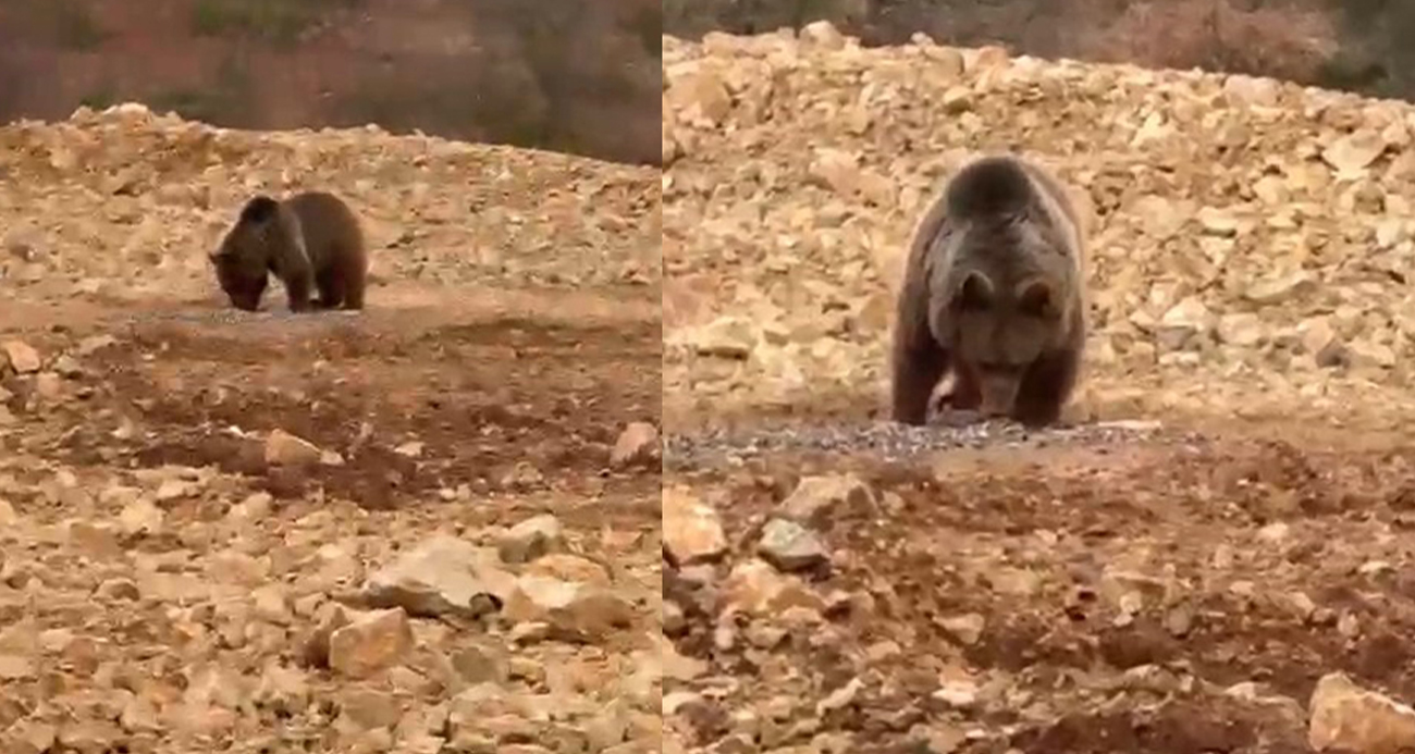 Yol kenarındaki ayıya ’hamsi’ ziyafeti verdiler