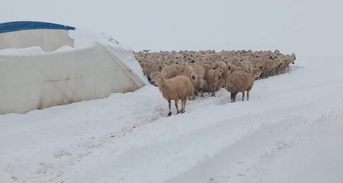 Karın ağırlığına dayanamayan çadır çöktü, 8 koyun telef oldu
