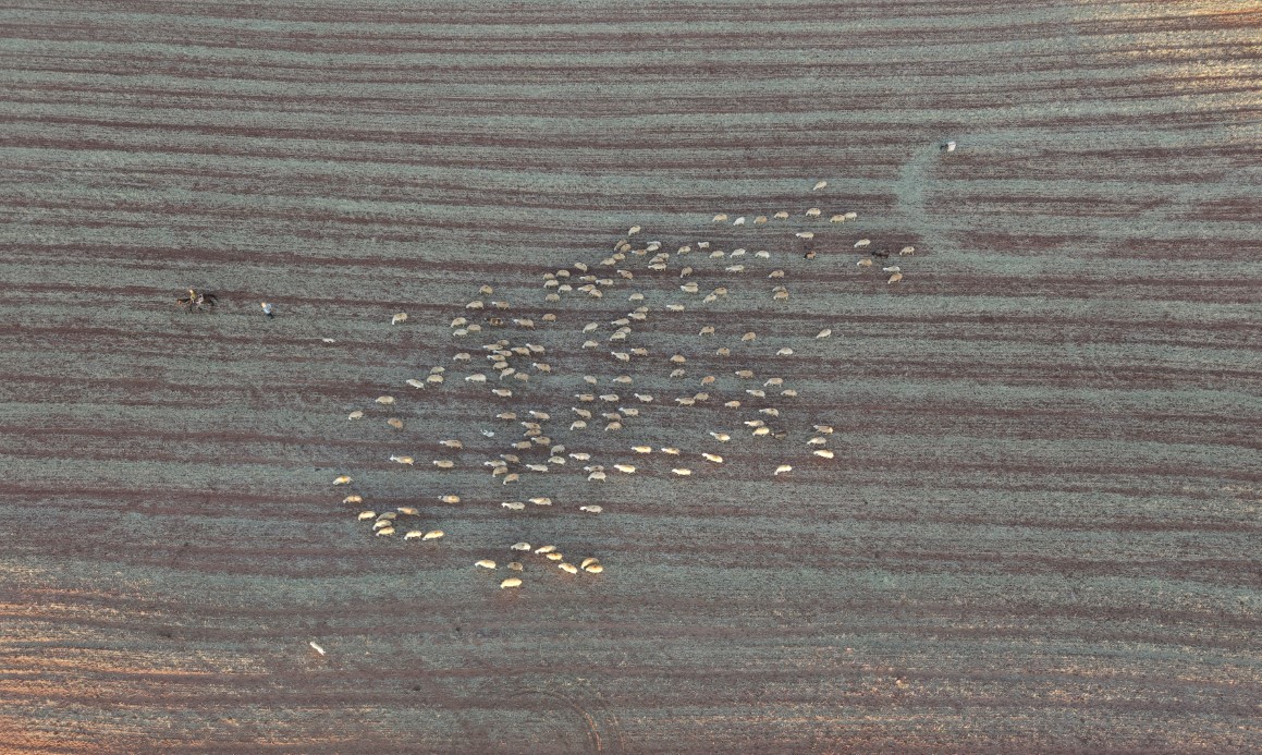 Medya dünyasından hayvancılığa: İstanbul stresini bırakıp köyde huzuru buldu