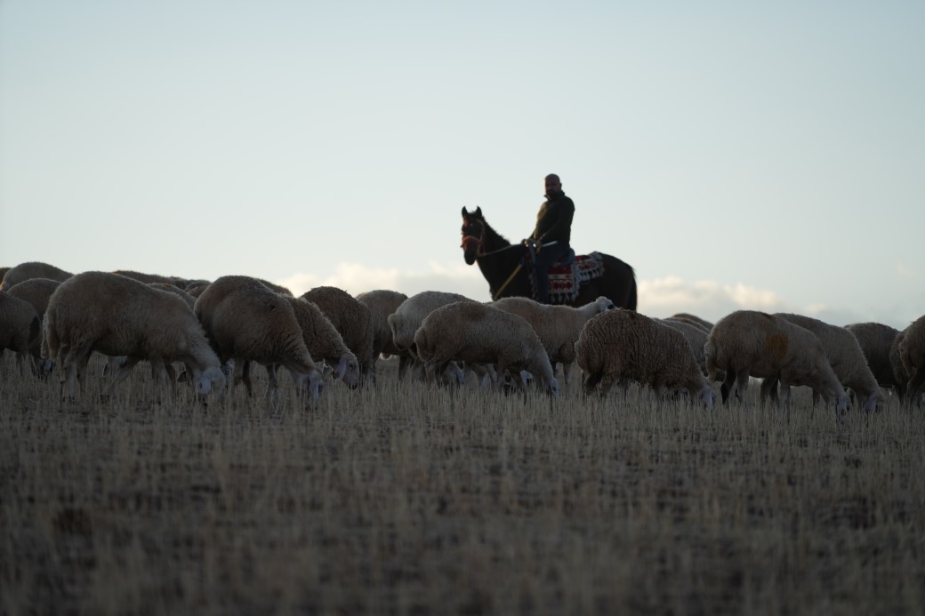 Medya dünyasından hayvancılığa: İstanbul stresini bırakıp köyde huzuru buldu