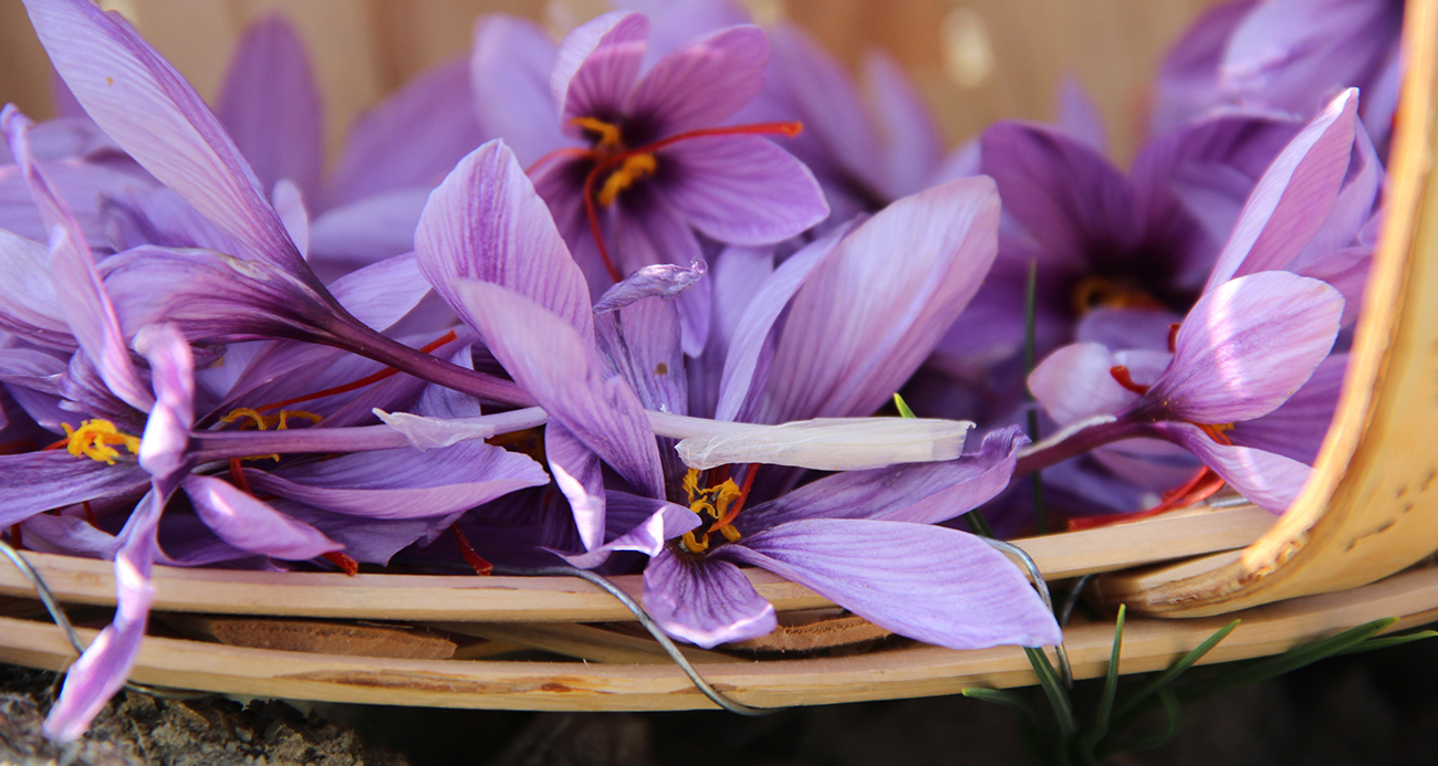 Denemek için ekti, 250 metrekarelik tarlasında dünyanın en pahalı baharatını yetiştirdi