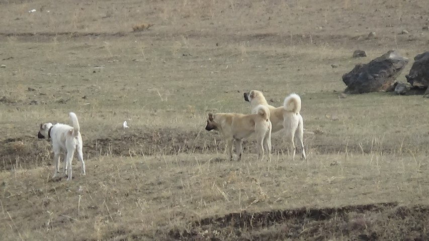 Kars’ta göçerlerin zorlu yolculuğu başladı