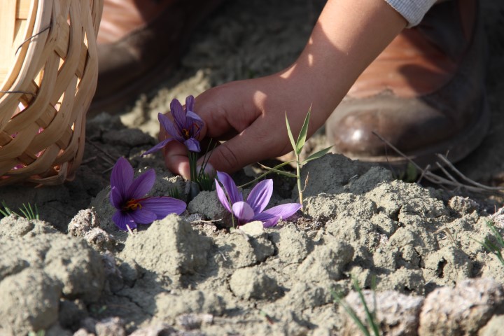 Denemek için ekti, 250 metrekarelik tarlasında dünyanın en pahalı baharatını yetiştirdi