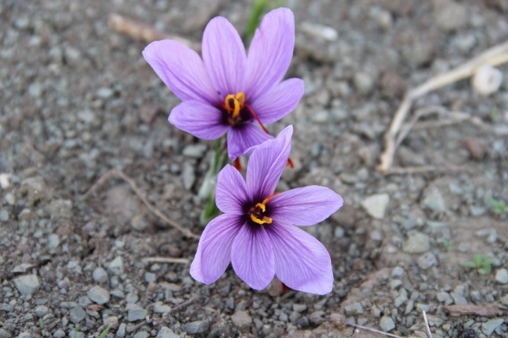 Denemek için ekti, 250 metrekarelik tarlasında dünyanın en pahalı baharatını yetiştirdi