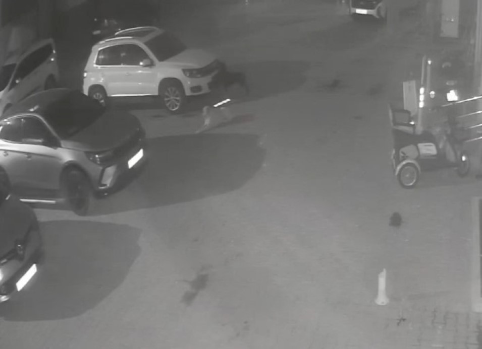 Sokak köpekleri park halindeki aracı parçaladı