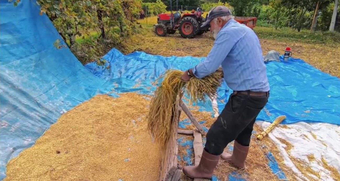 Yusufeli’nde pirinç hasadı başladı: Dağların arasında bereketli topraklar