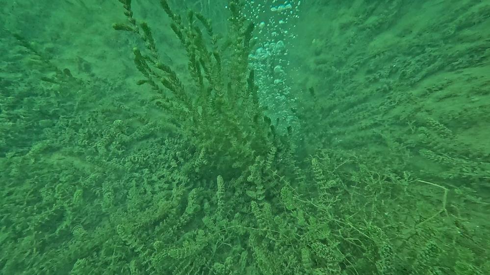 Sapanca Gölü’ndeki kabarcıkların verdiği endişe artıyor: 