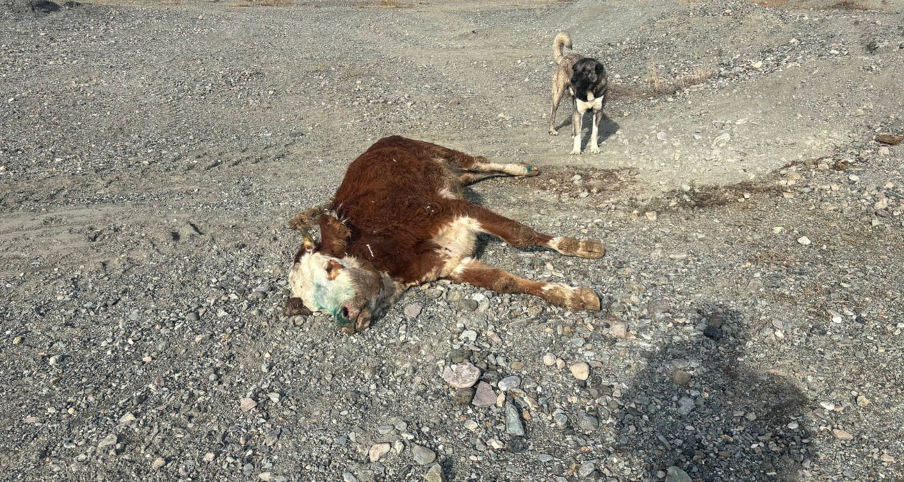 Erzincan’da tehlikeli sorumsuzluk: Şaplı hayvanlar meraya atıldı