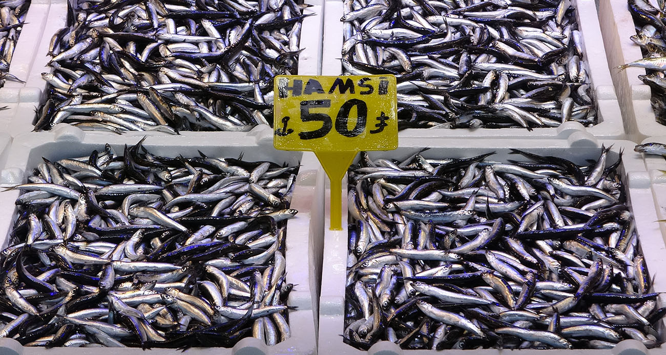 Karadeniz son 35 yılın en bereketli hamsi sezonunu yaşıyor