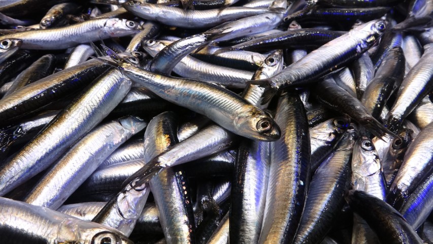 Karadeniz son 35 yılın en bereketli hamsi sezonunu yaşıyor