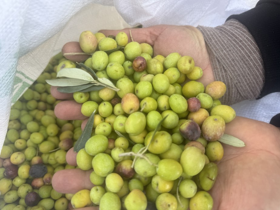 88 yaşındaki Emine nine zeytin hasadında