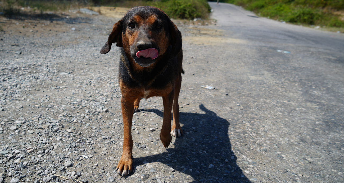 İstanbul Valiliği duyurdu: Sokak köpeklerini kontrolsüz beslemek yasaklandı