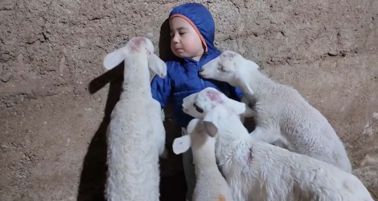 Kuzuların arasında kalan minik Yusuf’un tatlı halleri gülümsetti