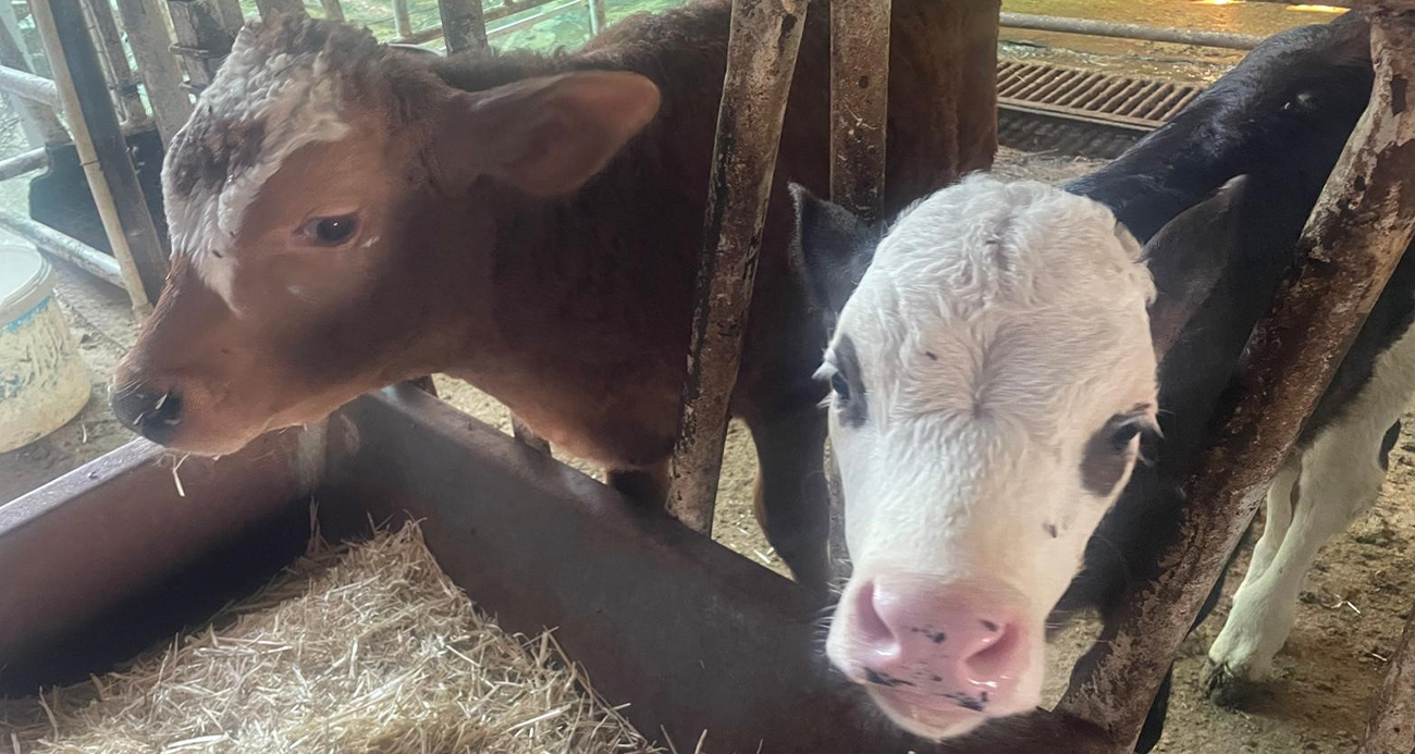 ABD Tarım Bakanlığı: "Türkiye’de yıllık 400-500 bin buzağı ölümü oluyor"