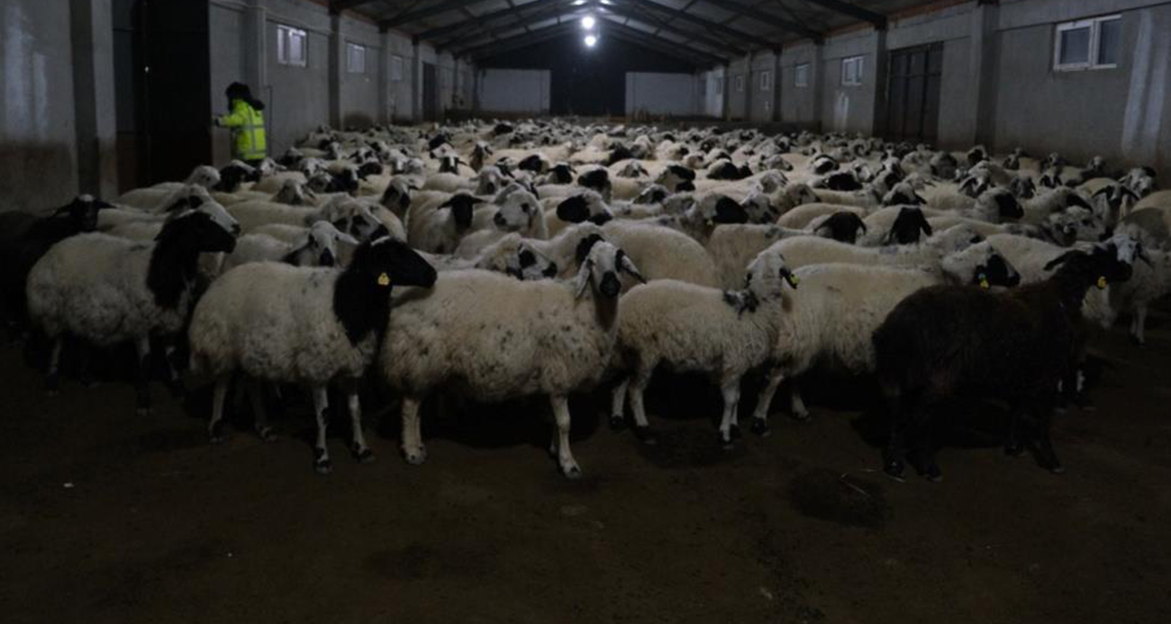 Erzincanlı üretici yüzde 50 hibe desteğiyle 8 milyon TL’lik çiftlik kurdu