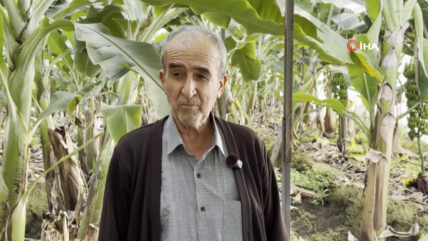 Mersin’de ilginç hırsızlık: Hırsızlar muz ve avokado hasadı yaptı