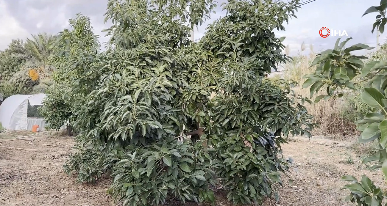 Mersin’de ilginç hırsızlık: Hırsızlar muz ve avokado hasadı yaptı