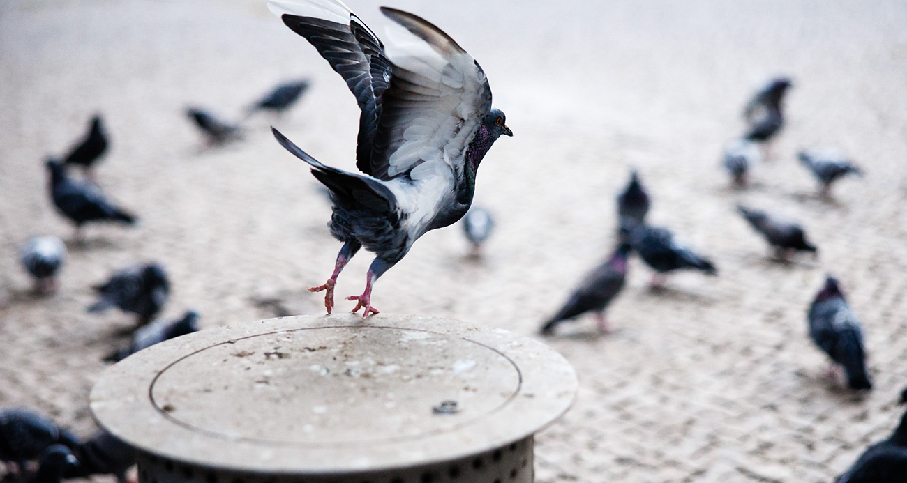 Rusya'dan güvercinlerin uçuşuna yön veren "biyodron" projesi