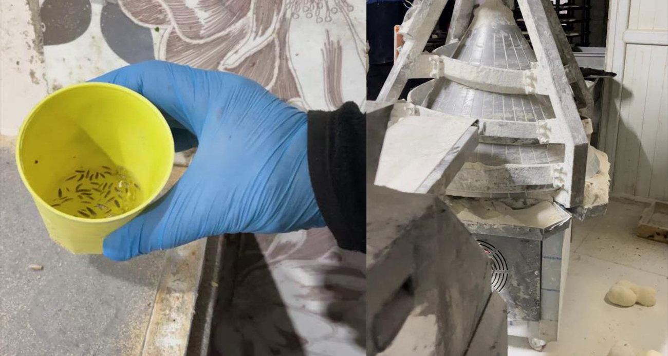 Fırın denetiminde mide bulandıran görüntüler, zabıta böcek çeşitlerini saymakla bitiremedi