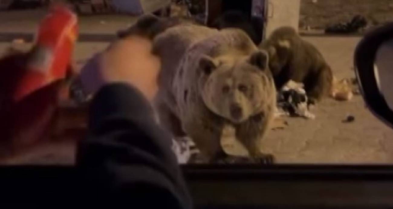 Uludağ’da ayı ailesine sucuk ziyafeti çekerken saldırıya uğradı