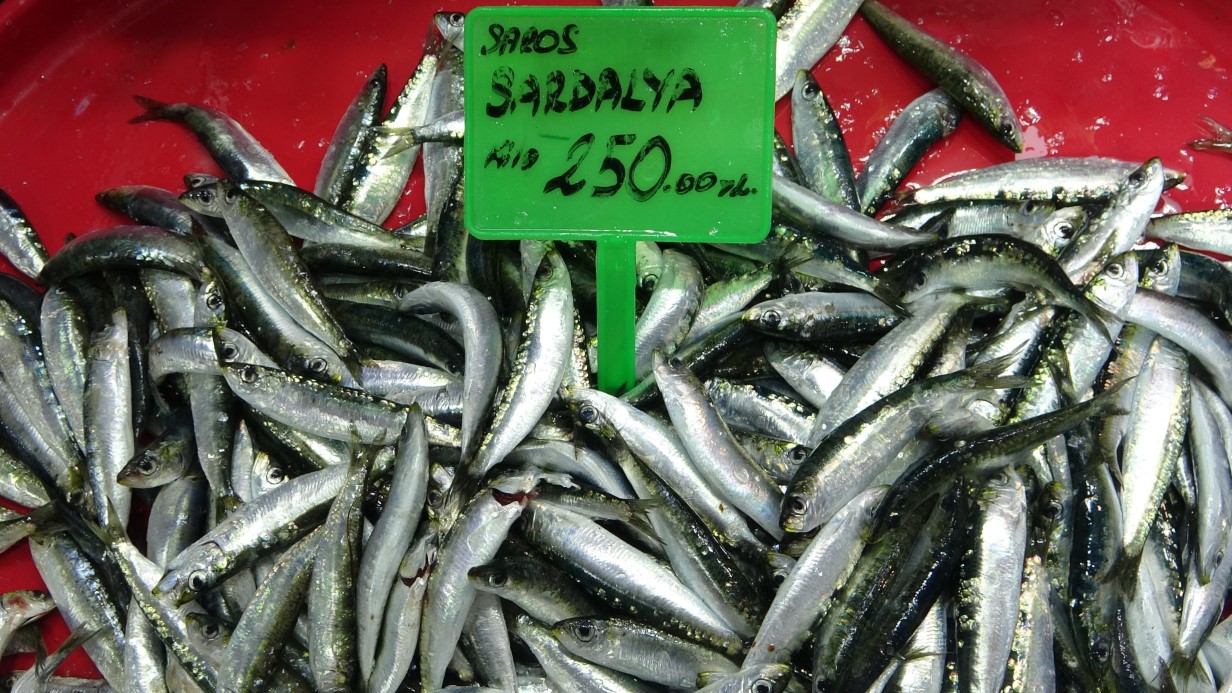 Hamsi bolluğu av baskısı oluşturdu: Şok tesislerinde, taşıyıcı kamyonlarda yer kalmadı