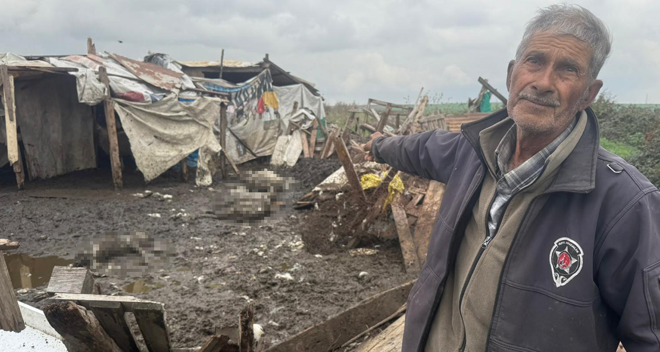 Avcılar’da başıboş köpekler koyun sürüsüne saldırdı: 10 hayvan telef oldu