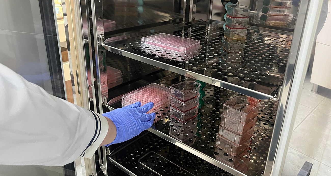 Parkinson’da bağırsak- beyin iletişimi çip üstü organ teknolojisiyle araştırılıyor