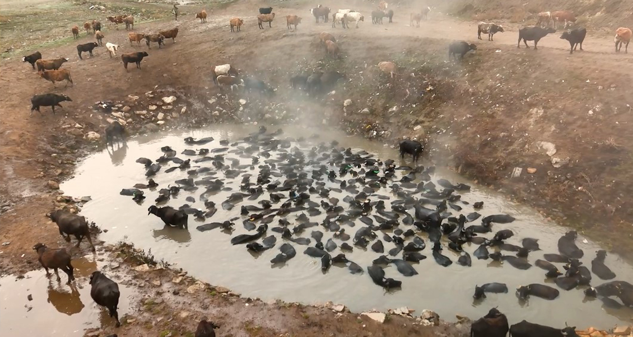 Mandaların kaplıca keyfi havadan görüntülendi