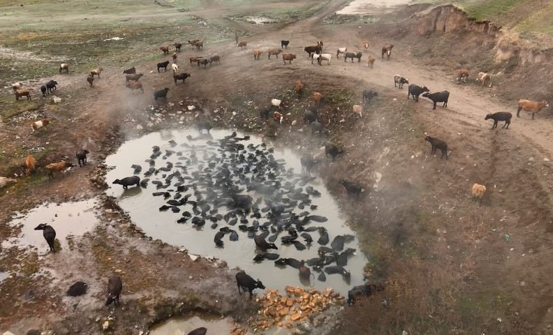 Mandaların kaplıca keyfi havadan görüntülendi