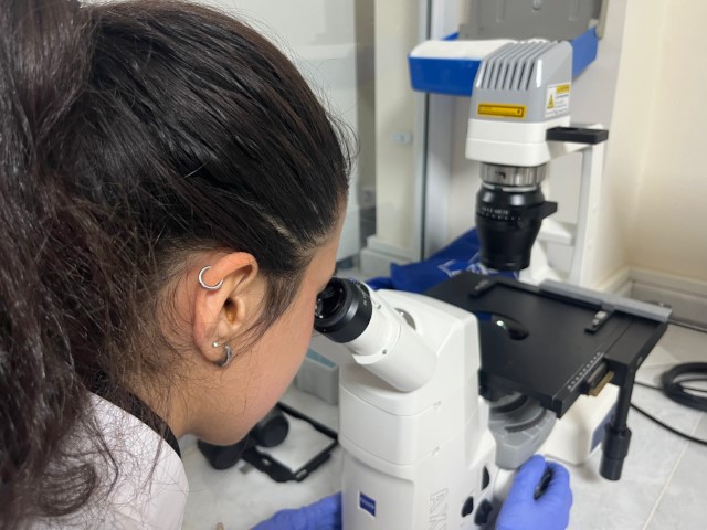 Parkinson’da bağırsak- beyin iletişimi çip üstü organ teknolojisiyle araştırılıyor