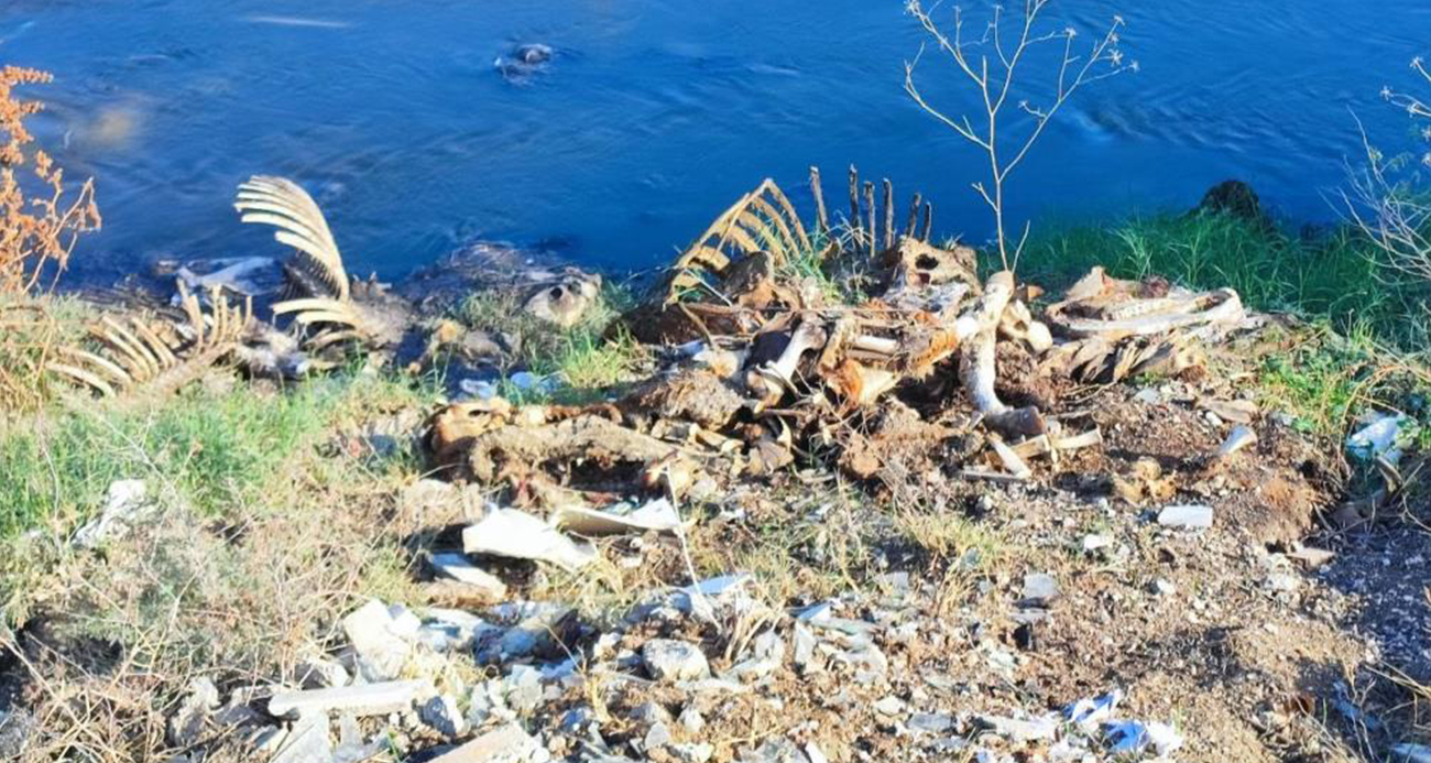 Adana’da dere yatağına yine at ve eşek kalıntıları atıldı: Mahalle sakinleri tepki gösterdi
