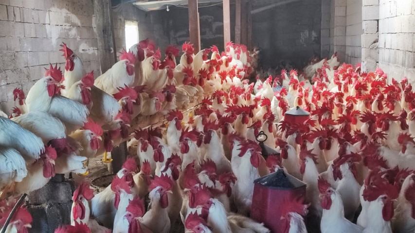 Hobiydi, iş oldu, 3 yılda 850 etlik horoz yetiştirdi