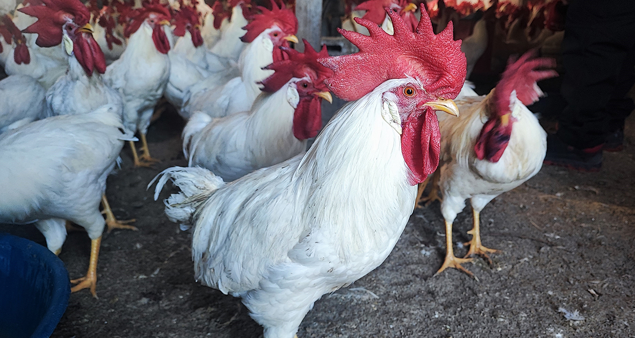 Hobiydi, iş oldu, 3 yılda 850 etlik horoz yetiştirdi