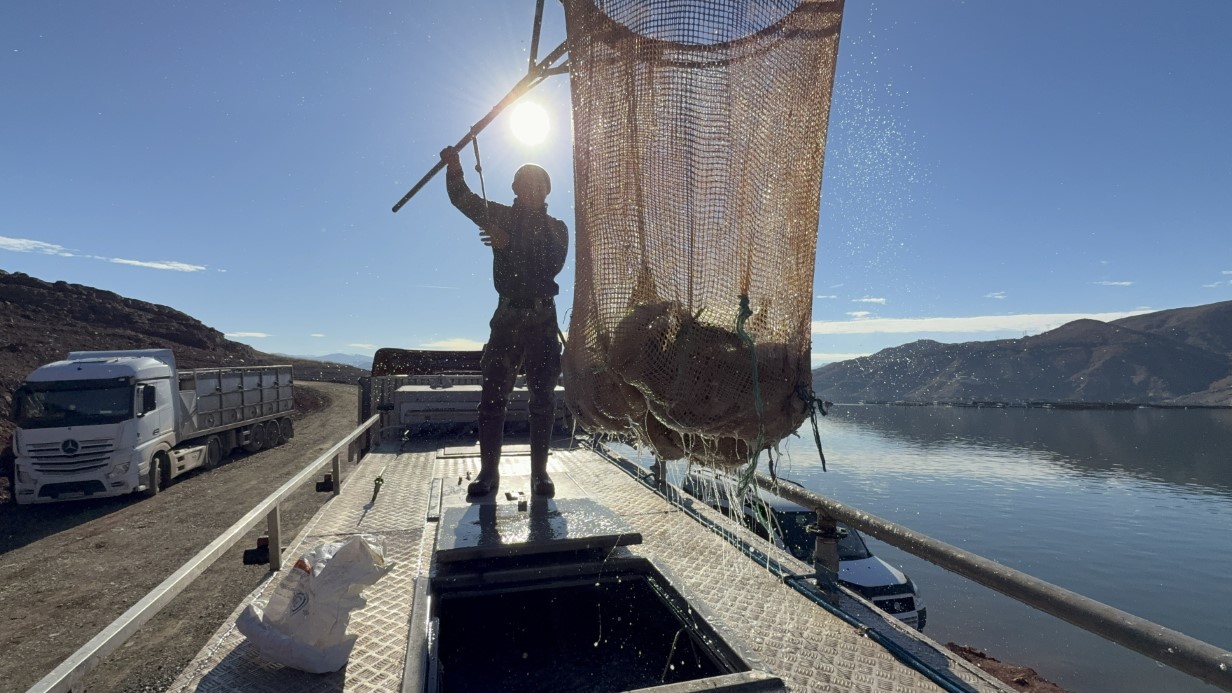 Denizi olmayan Tokat’ın Almus ilçesindeki barajda yetiştirilen Türk somonları Sinop üzerinden Avrupa ve Uzak Doğu ülkelerine gönderiliyor.