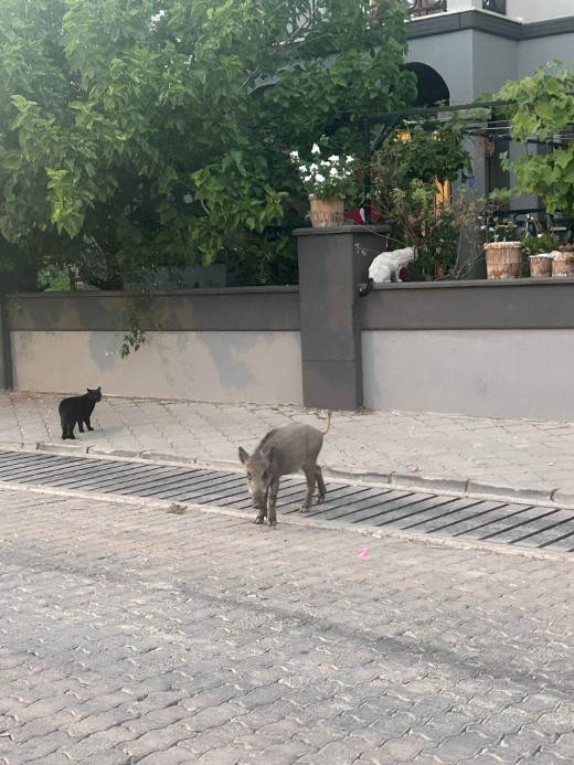 Marmaris’te domuz istilası sürüyor: