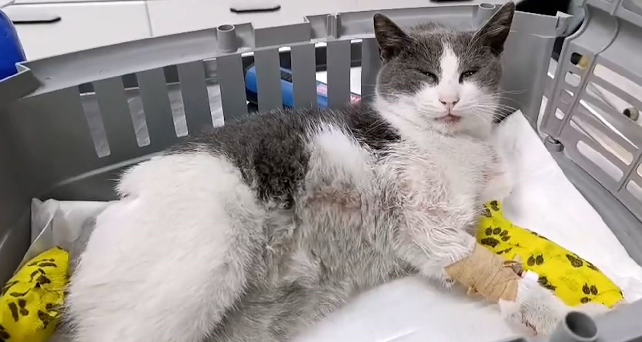 Bolu’da otomobilin çarpması sonucu ağır yaralanan kedi, bacak, omurga ve patilerindeki çoklu kırıklar nedeniyle tedavi altına alındı. İlk müdahalesi yapılan kedi, omurga tedavisi için İstanbul’a sevk edilirken, yaşaması için yardım kampanyası başlatıldı.