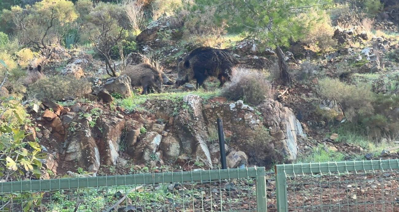 Marmaris’te domuz istilası sürüyor: "Yeni adres mezarlıklar"