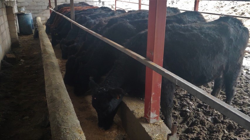 Atama beklerken hayvancılığa başladı